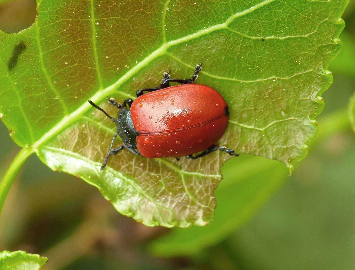 Chrysomela populi: la grande abbuffata